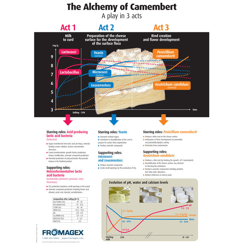 Poster - The Alchemy of Camembert